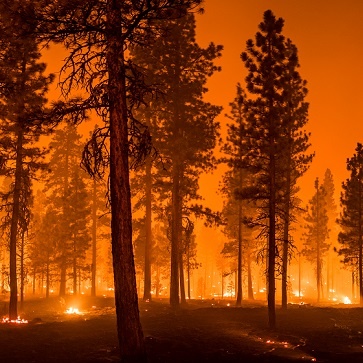 wildfire image - trees illuminated by orange glow of a wild fire